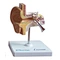 Human ear model